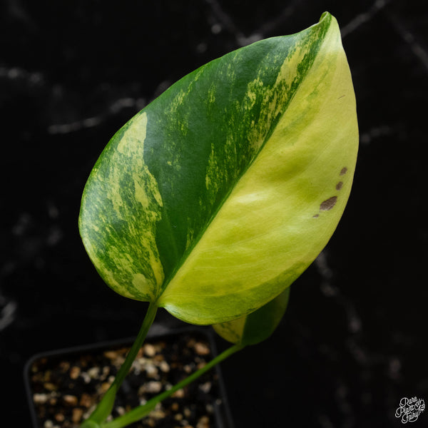 Monstera deliciosa aurea variegated (large form) (wk4-F)