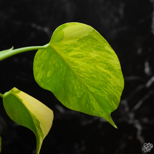 Monstera deliciosa aurea variegated (large form) (wk4-F)