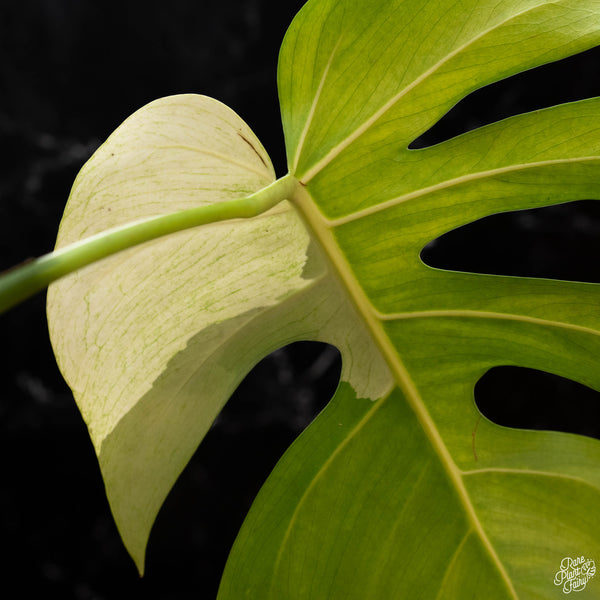 Monstera deliciosa mint variegated NOID (intermediate form) (1H)