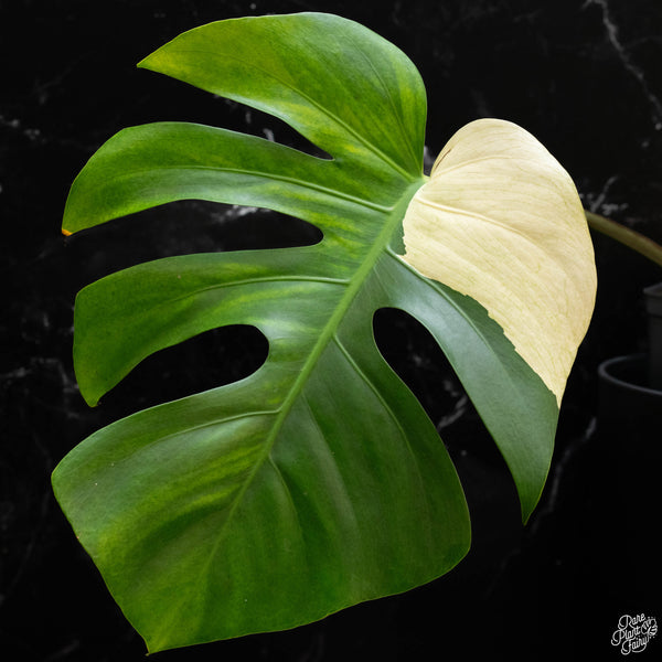 Monstera deliciosa mint variegated NOID (intermediate form) (1H)