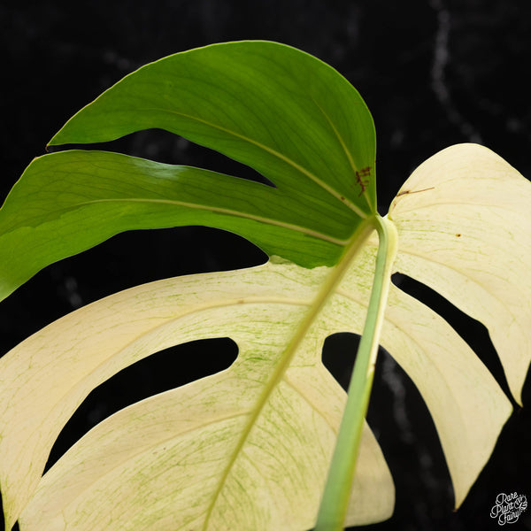 Monstera deliciosa mint variegated NOID (intermediate form) (1H)