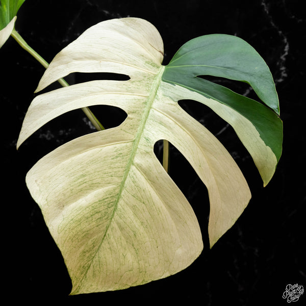 Monstera deliciosa mint variegated NOID (intermediate form) (1H)