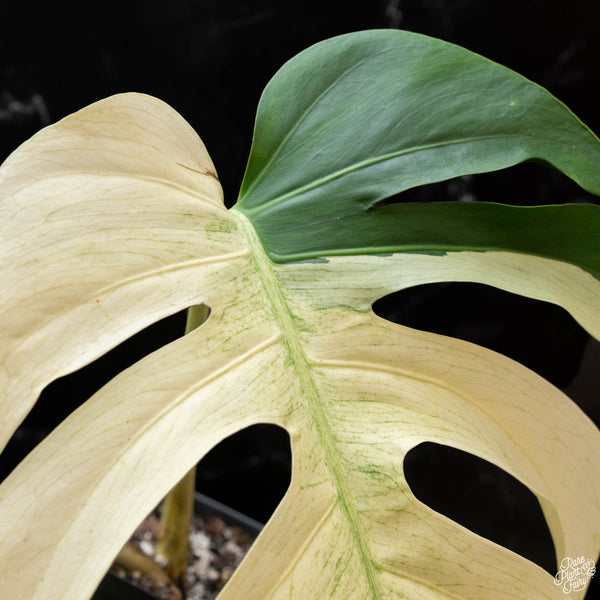 Monstera deliciosa mint variegated NOID (intermediate form) (1H)