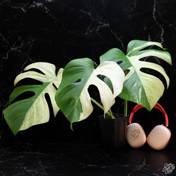 Monstera deliciosa mint variegated NOID (intermediate form) (wk3-H)