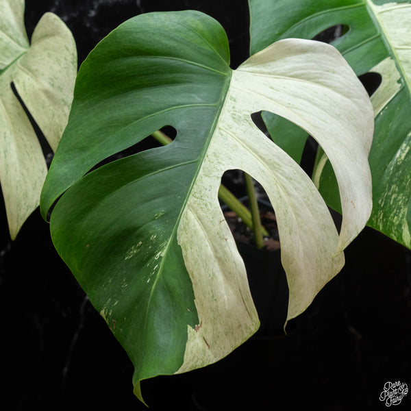 Monstera deliciosa mint variegated NOID (intermediate form) (wk3-H)