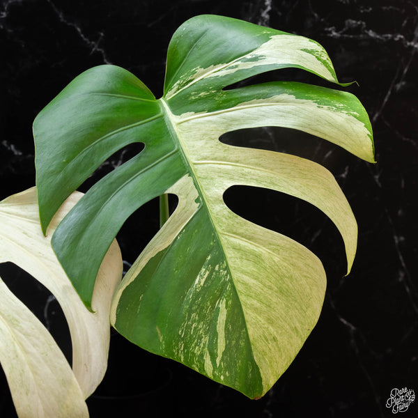 Monstera deliciosa mint variegated NOID (intermediate form) (wk3-H)