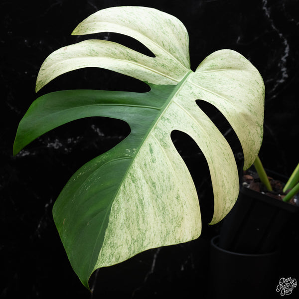 Monstera deliciosa mint variegated NOID (intermediate form) (wk3-H)