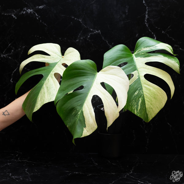 Monstera deliciosa mint variegated NOID (intermediate form) (wk3-H)