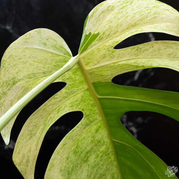 Monstera deliciosa mint variegated NOID (intermediate form) (wk3-H)