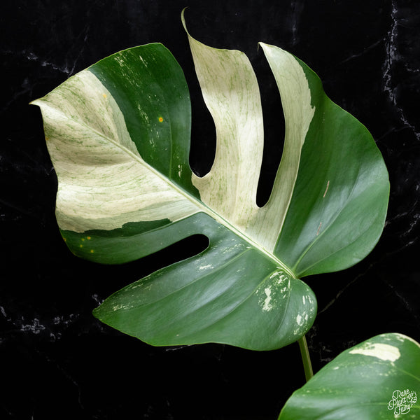 Monstera deliciosa mint variegated NOID (intermediate form) (G51)