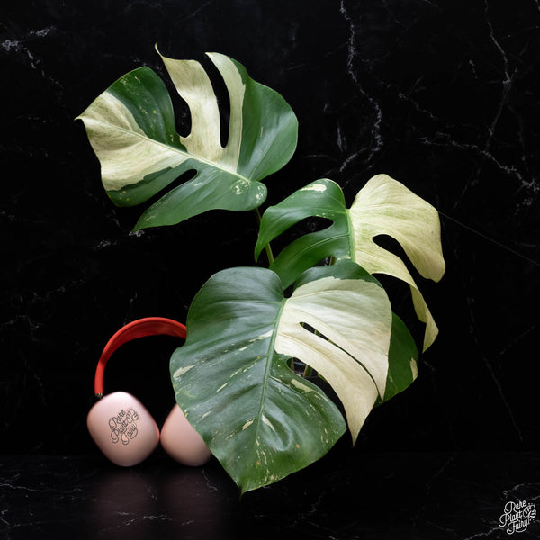 Monstera deliciosa mint variegated NOID (intermediate form) (G51)