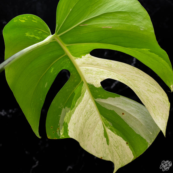 Monstera deliciosa mint variegated NOID (intermediate form) (G51)