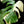 Load image into Gallery viewer, Monstera deliciosa mint variegated NOID (intermediate form) (G51)
