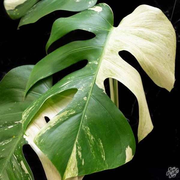 Monstera deliciosa mint variegated NOID (intermediate form) (G51)