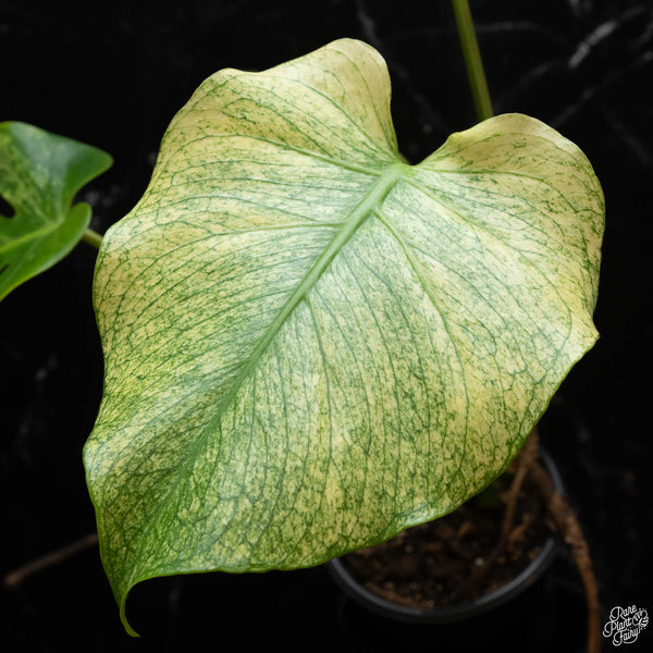 Monstera deliciosa mint variegated large form (wk4-E)