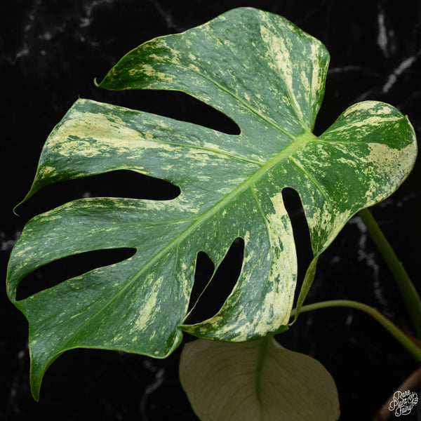 Monstera deliciosa mint variegated large form (wk4-E)