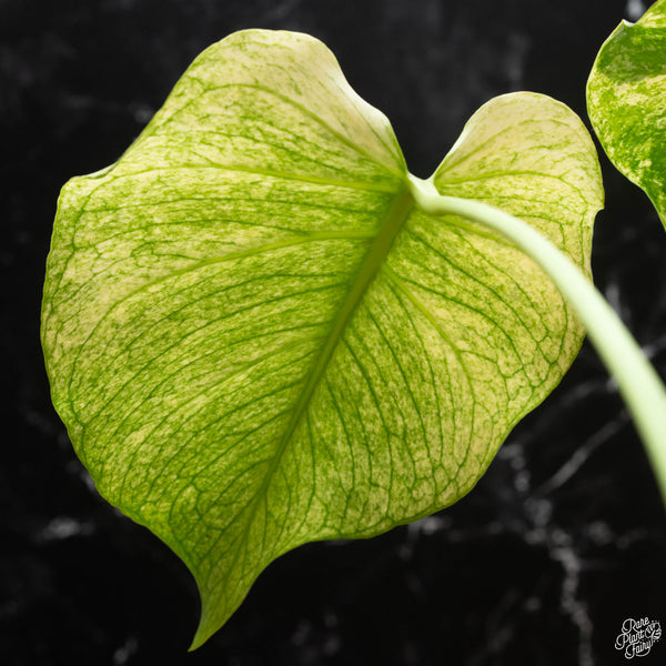 Monstera deliciosa mint variegated large form (wk4-E)