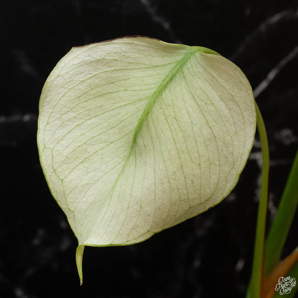 Monstera deliciosa mint variegated large form (wk4-E)