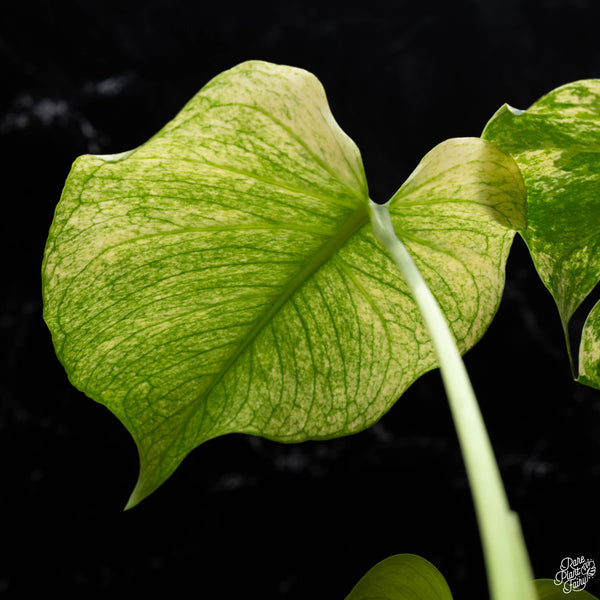 Monstera deliciosa mint variegated large form (F51) *US Clone*