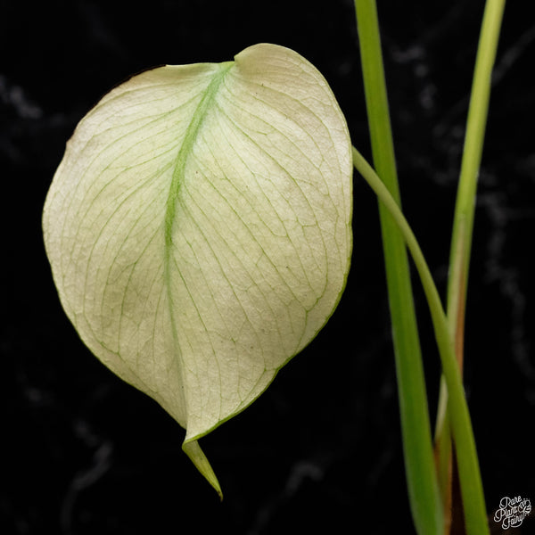 Monstera deliciosa mint variegated large form (F51) *US Clone*