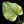 Load image into Gallery viewer, Monstera deliciosa mint variegated large form (F51) *US Clone*
