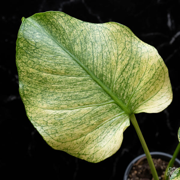 Monstera deliciosa mint variegated large form (F51) *US Clone*