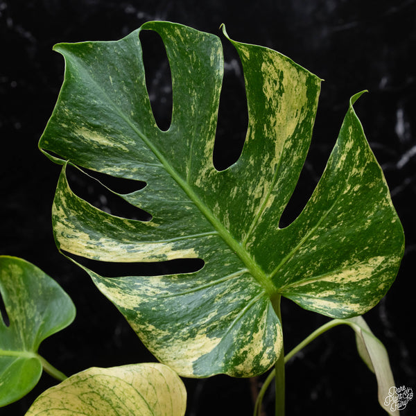 Monstera deliciosa mint variegated large form (F51) *US Clone*