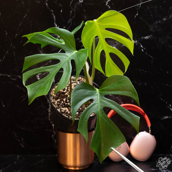 Monstera deliciosa var. 'Sierrana' (A49) *Mexican clone*