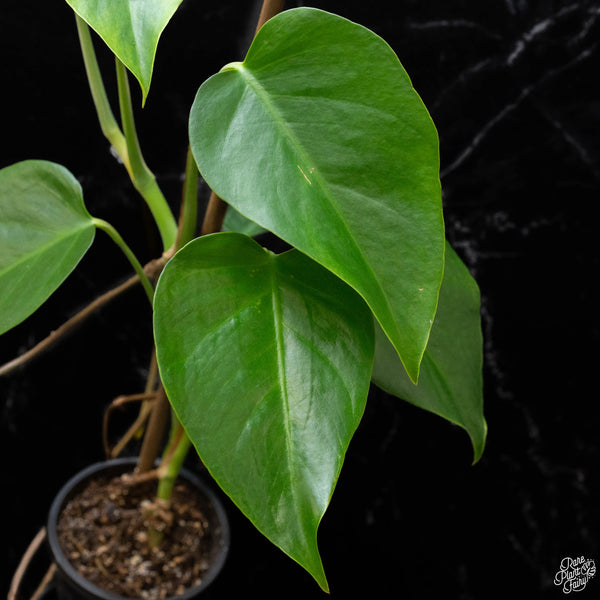 Monstera deliciosa var. 'Sierrana' (D51) *Mexican clone*