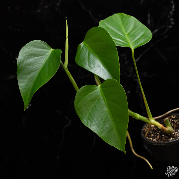 Monstera deliciosa var. 'Sierrana' (A49) *Mexican clone*