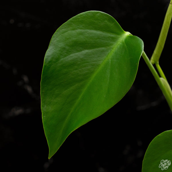 Monstera deliciosa var. 'Sierrana' (A49) *Mexican clone*