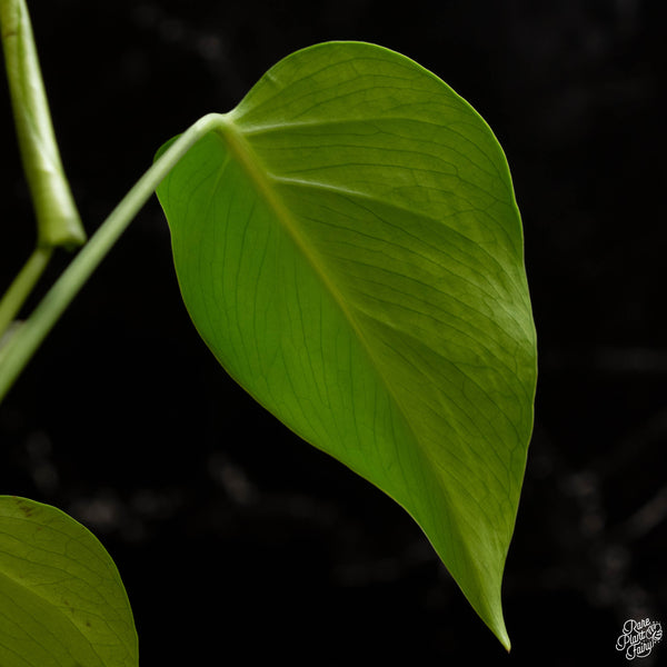 Monstera deliciosa var. 'Sierrana' (A49) *Mexican clone*