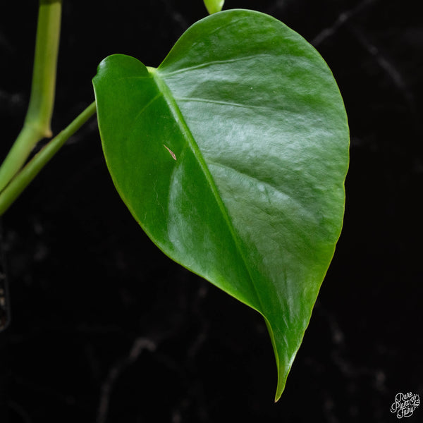 Monstera deliciosa var. 'Sierrana' (wk3-B) *Mexican clone*