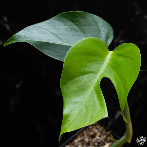 Monstera deliciosa var. 'Sierrana' (wk3-B) *Mexican clone*