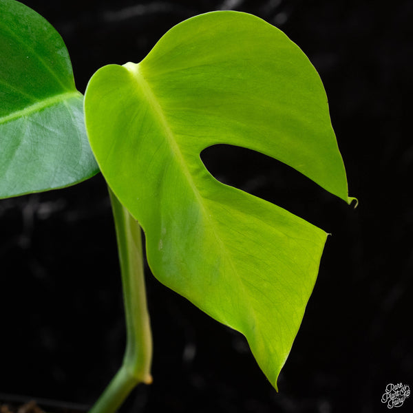 Monstera deliciosa var. 'Sierrana' (wk3-B) *Mexican clone*