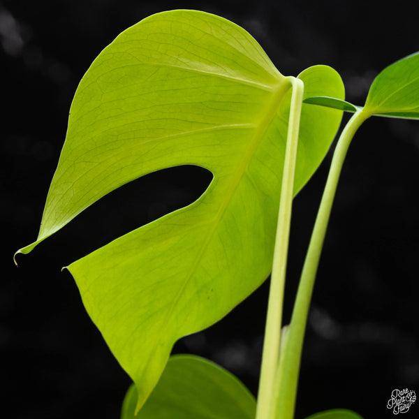 Monstera deliciosa var. 'Sierrana' (wk3-B) *Mexican clone*