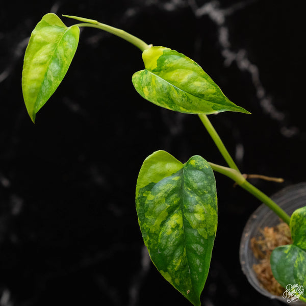 Monstera siltepecana aurea variegated (1A)