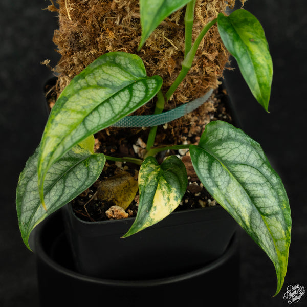 Monstera siltepecana aurea variegated (wk3-A)