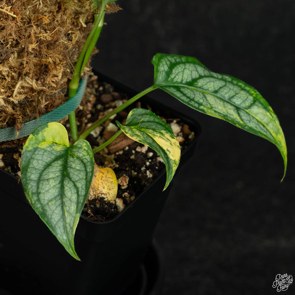 Monstera siltepecana aurea variegated (wk3-A)