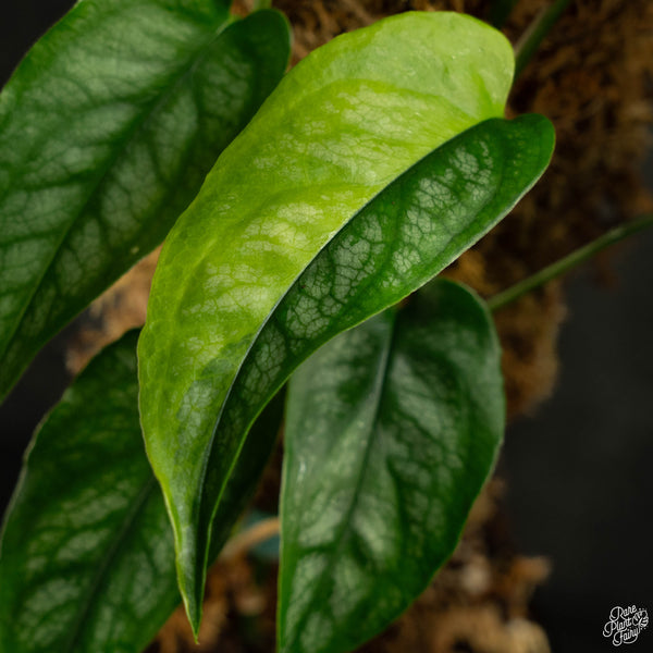 Monstera siltepecana aurea variegated (wk4-A) *multiple growth points*