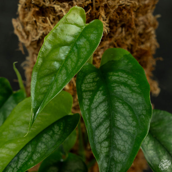 Monstera siltepecana aurea variegated (wk4-A) *multiple growth points*