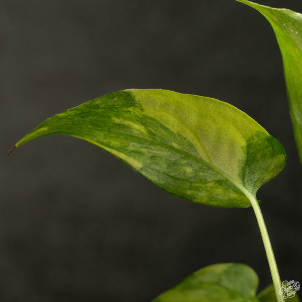 Monstera siltepecana aurea variegated (wk4-B) *multiple growth points*