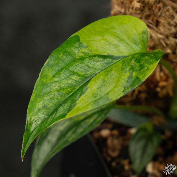 Monstera siltepecana aurea variegated (wk4-B) *multiple growth points*