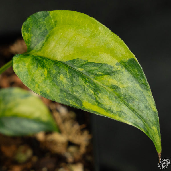 Monstera siltepecana aurea variegated (wk4-B) *multiple growth points*