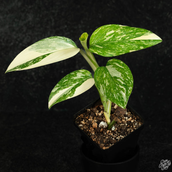 Monstera standleyana albo variegated *marbled* (wk3-A)