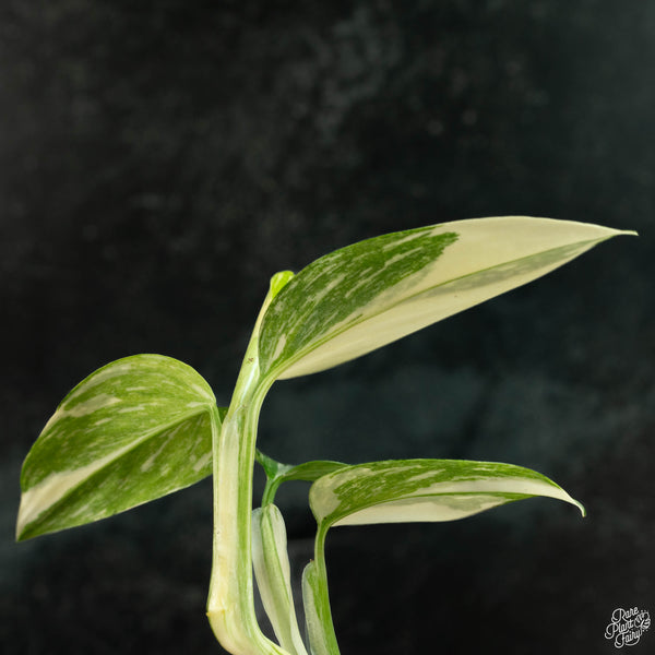 Monstera standleyana albo variegated *marbled* (wk3-A)