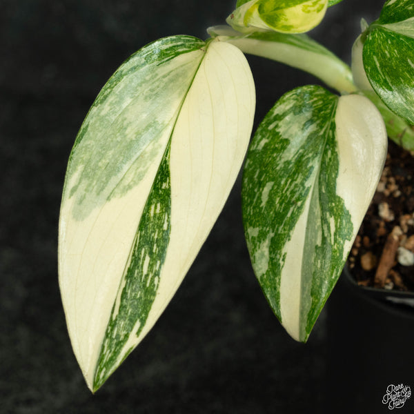 Monstera standleyana albo variegated *marbled* (wk3-A)