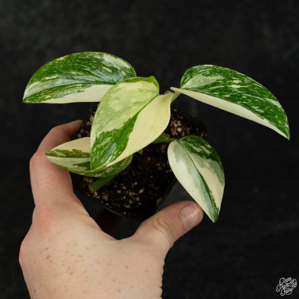 Monstera standleyana albo variegated *marbled* (wk3-B)