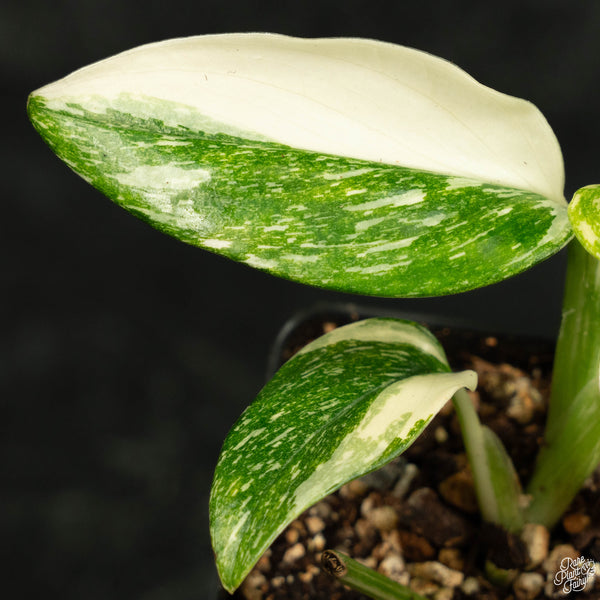 Monstera standleyana albo variegated *marbled* (wk4-A)