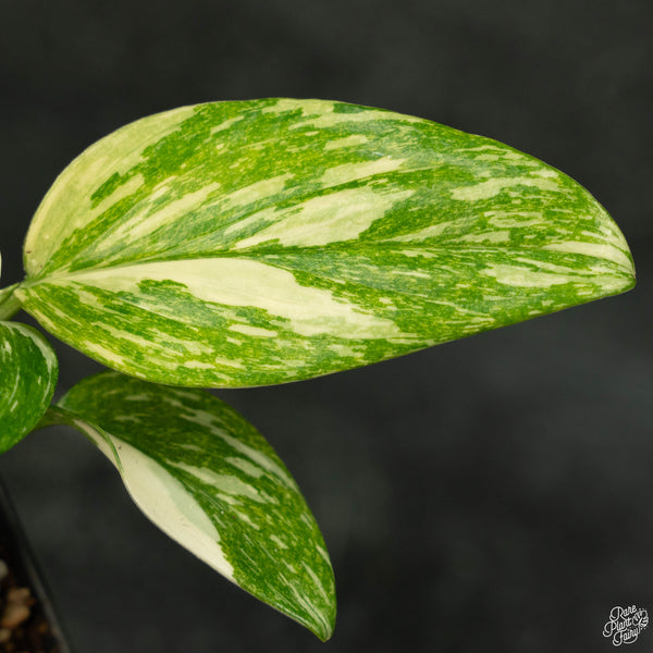 Monstera standleyana albo variegated *marbled* (wk4-A)